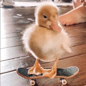 Meet your Posher, Evelyn